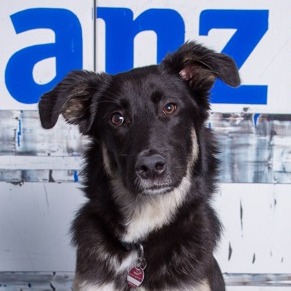 Allianz Versicherung Saier und Team Pfullingen - Jerry The Boss