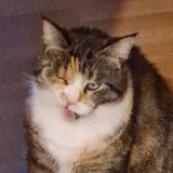 Allianz Versicherung Ivan Abramov Eberswalde - Lina