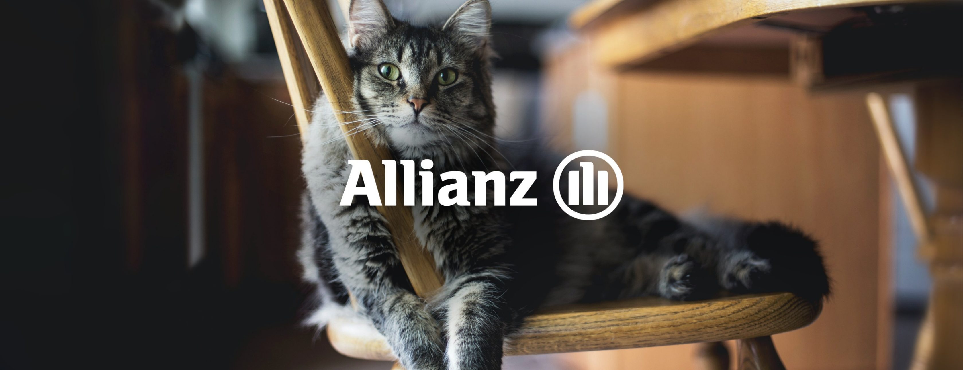 Allianz Versicherung Wolfgang Altmannsberger Eggenfelden - Katze Allianz
