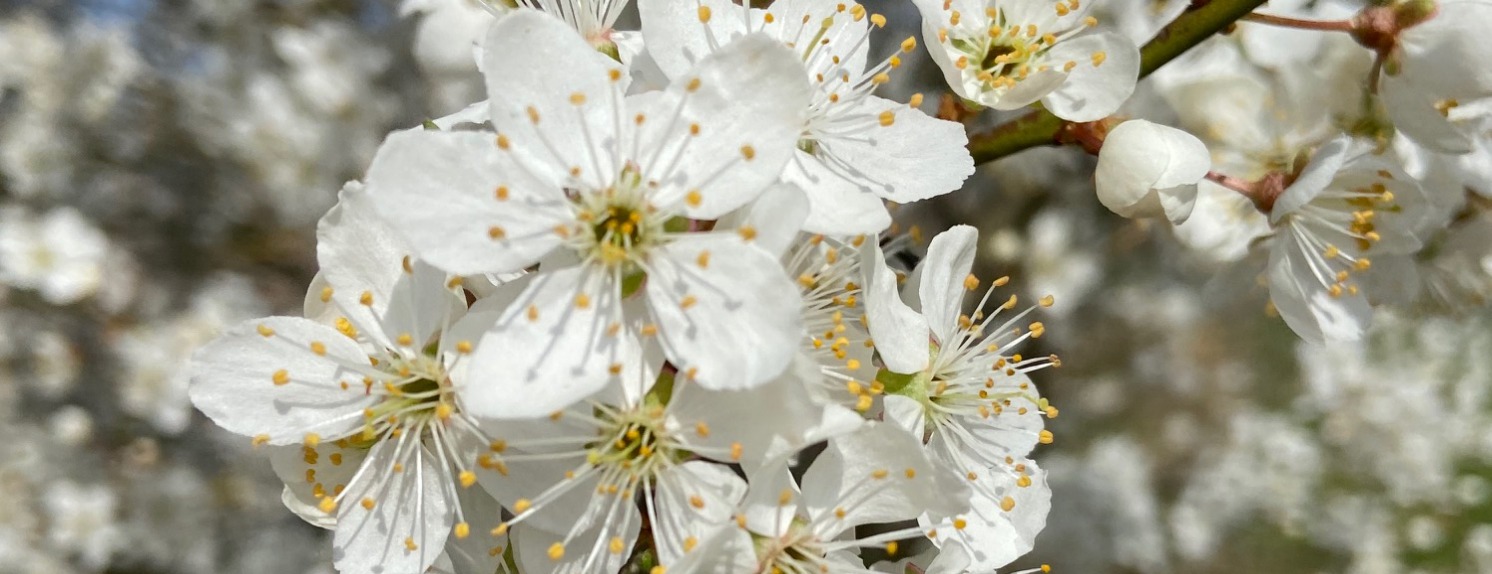 Allianz Versicherung Annette Arendt Friedrichsdorf - Orchide
