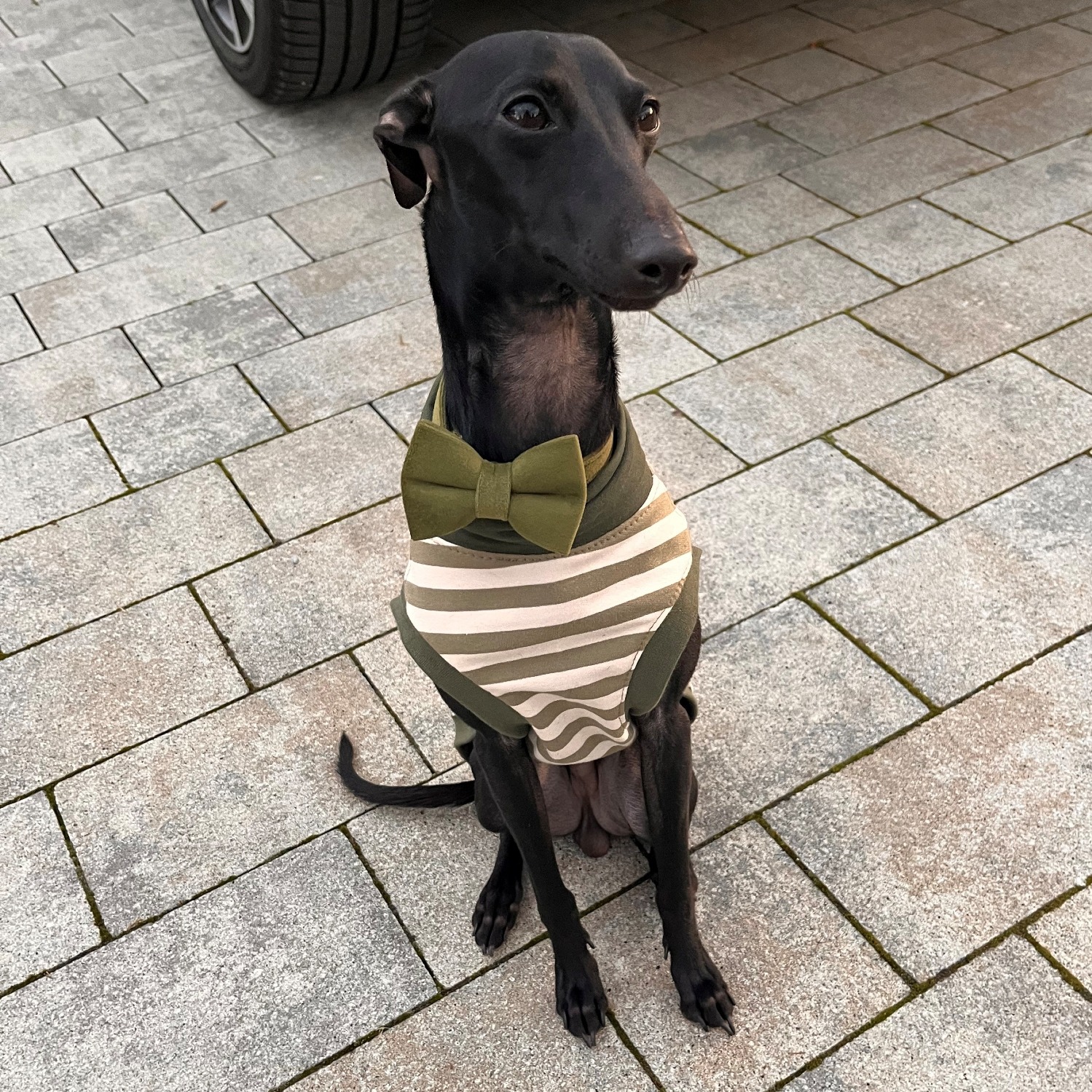 Allianz Versicherung Elena Bakalopoulou Laichingen - Alpha - Bürohund