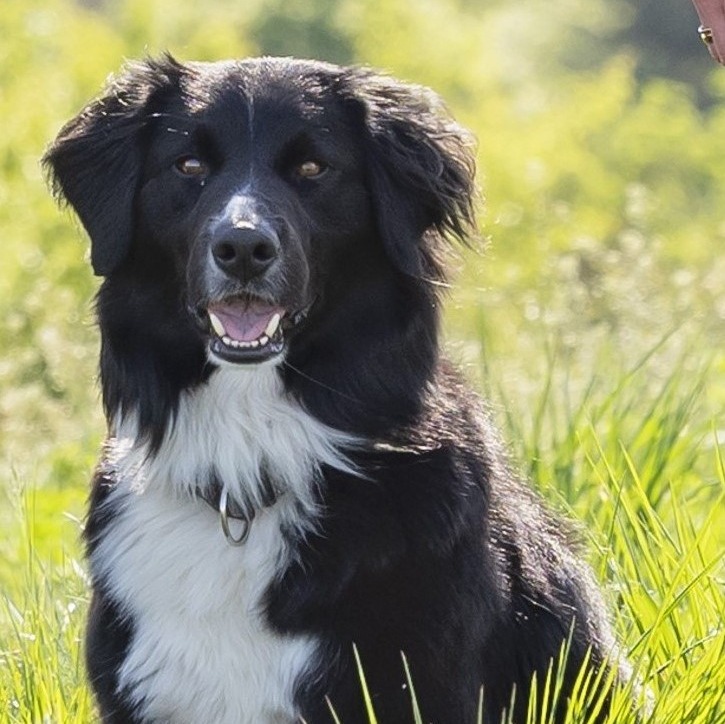 Allianz Versicherung Benedikt Bigler Wemding - Hunde Bürohund Tierkrankenversicherung