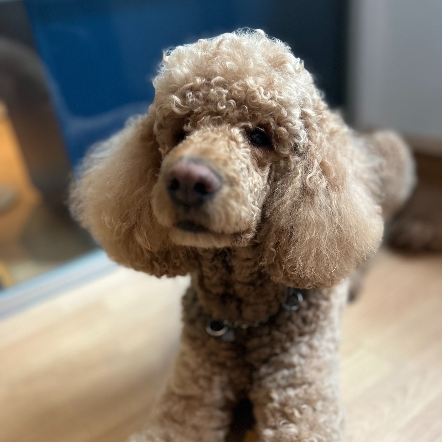 Allianz Versicherung Arne Boswyk Nienburg Weser - Bürohund Basko Allianz Boswyk