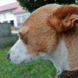 Allianz Versicherung Generalvertretung Andreas Buchner Arnstorf - Cocco Bürohund Agenturhund Hundeliebe 4Pfoten Hund