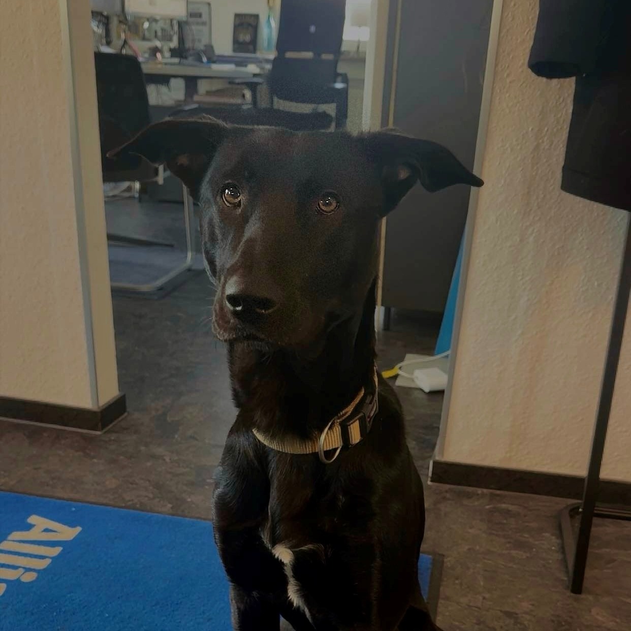 Allianz Versicherung Oliver-Michel Cychy Frankfurt am Main - Benji Cychy