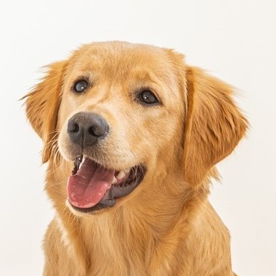 Allianz Versicherung Stefan Festner München - Lotti Festner