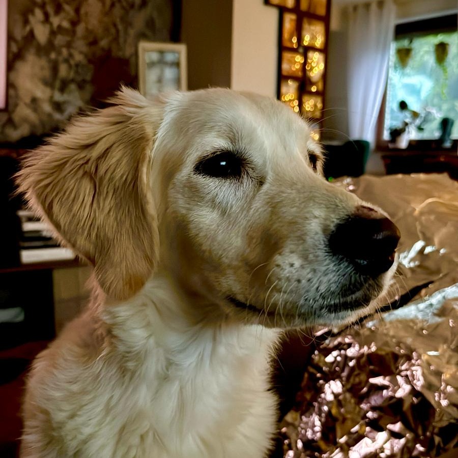 Allianz Versicherung Marvin Flassenberg Kevelaer - Hund Tierversicherung Tierkranken