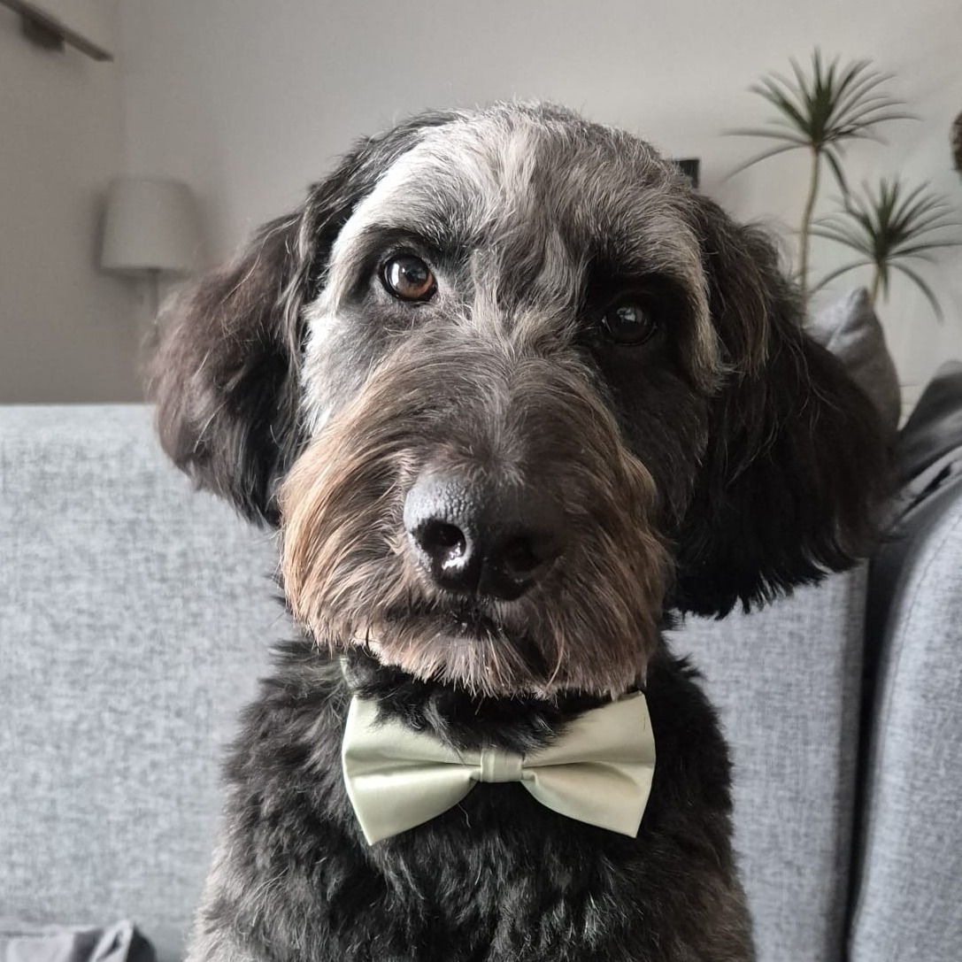 Allianz Versicherung Frech Versicherungen und Finanzen OHG Büchen - Balu Frech