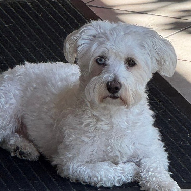 Allianz Versicherung Torsten Frick e.K. Tönisvorst - Bruni Agentur Torsten Frick