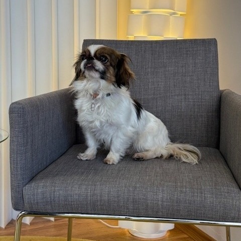 Allianz Versicherung Pablo Fritsche Bremen - Telefonistin