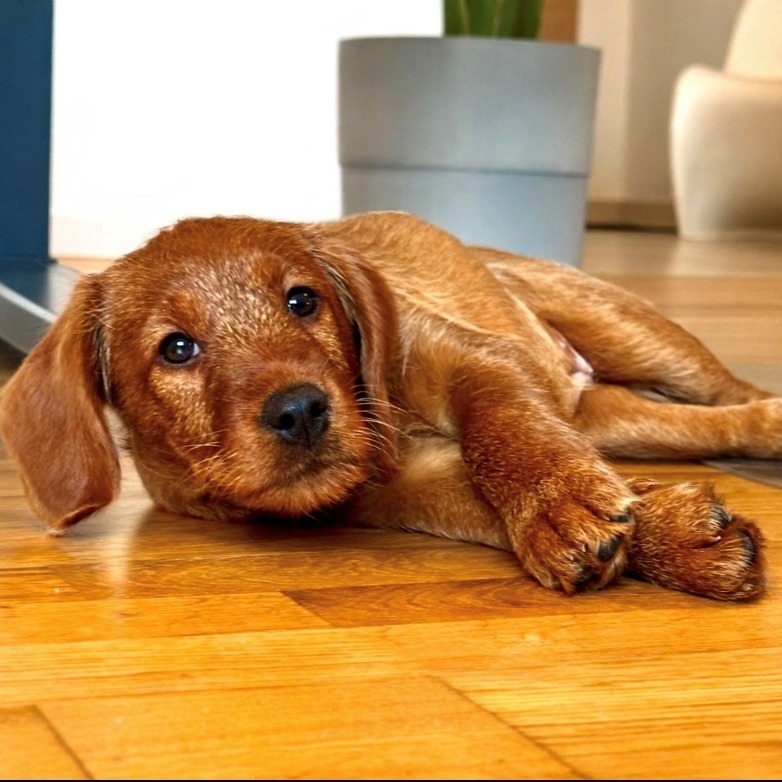 Allianz Versicherung Jennifer Fuß Kreuzau - Allianz Kreuzau Jenny Fuß Versicherung Tierkranken