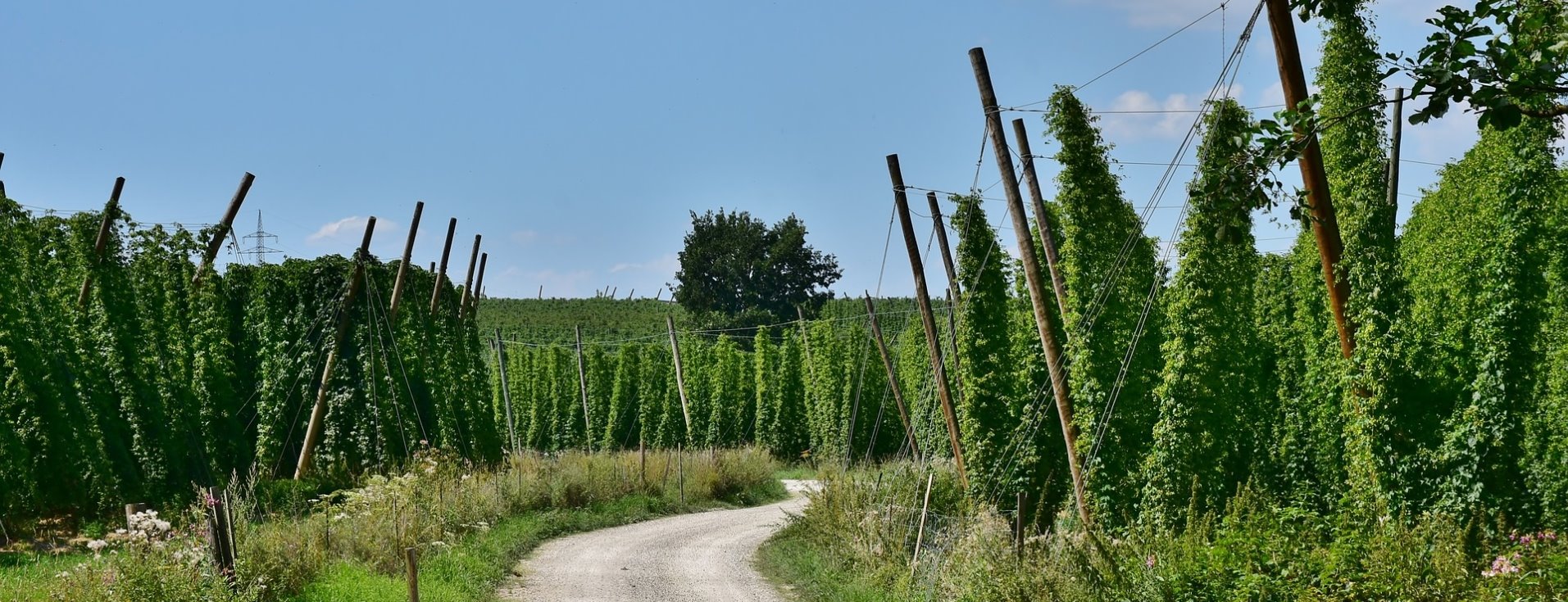 Allianz Versicherung Allianz Gmeinwieser Inh. Maximilian Weiherer Mainburg - Versicherung, Hopfengarten, Geldanlage, Landwirt