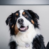 Allianz Versicherung Gorny OHG Oerlinghausen - Hund Pferd Haustier Tierkranken OP Hundehaft Katze