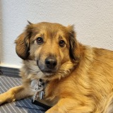 Allianz Versicherung Errol Haisch Adelmannsfelden - Rio Bürohund Haisch Allianz Tierversicherung