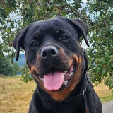 Allianz Versicherung Nadine Hempel Birkenfeld - Allianz Nadine Hempel Tierkrankenversicherung Hund