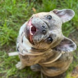 Allianz Versicherung Groth und Stoltz OHG Heide - Bürohund Coco Allianz
