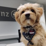 Allianz Versicherung Hobbach und Oppenhäuser OHG Mülheim-Kärlich - Maltipoo Ernie