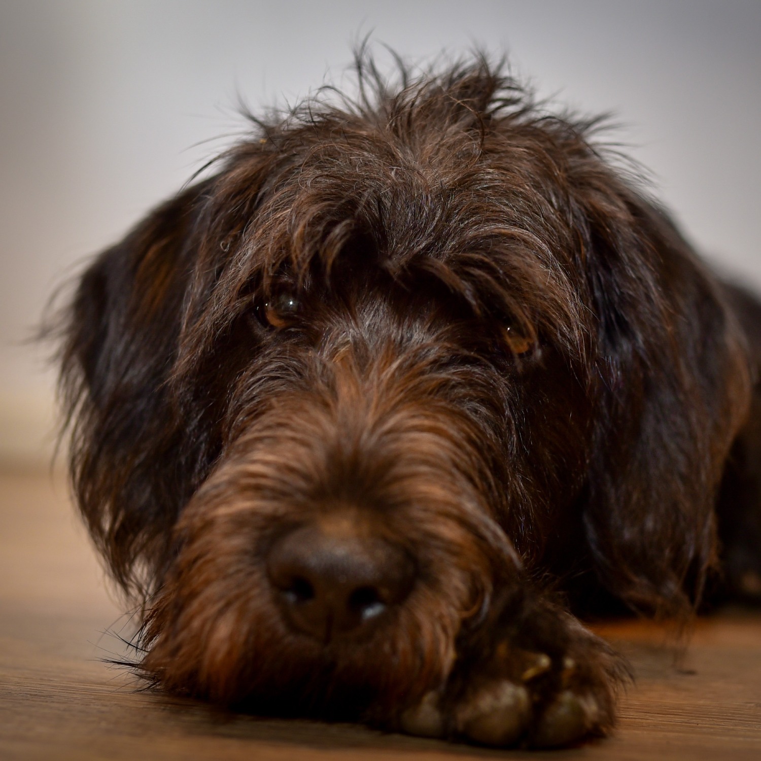 Allianz Versicherung Frank Jansen Bernkastel-Kues - Fräulein Paula