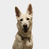 Allianz Versicherung Dennis Kehl Bad Breisig - Hundekranken Hundehaftpflicht Charly Hund Welpe