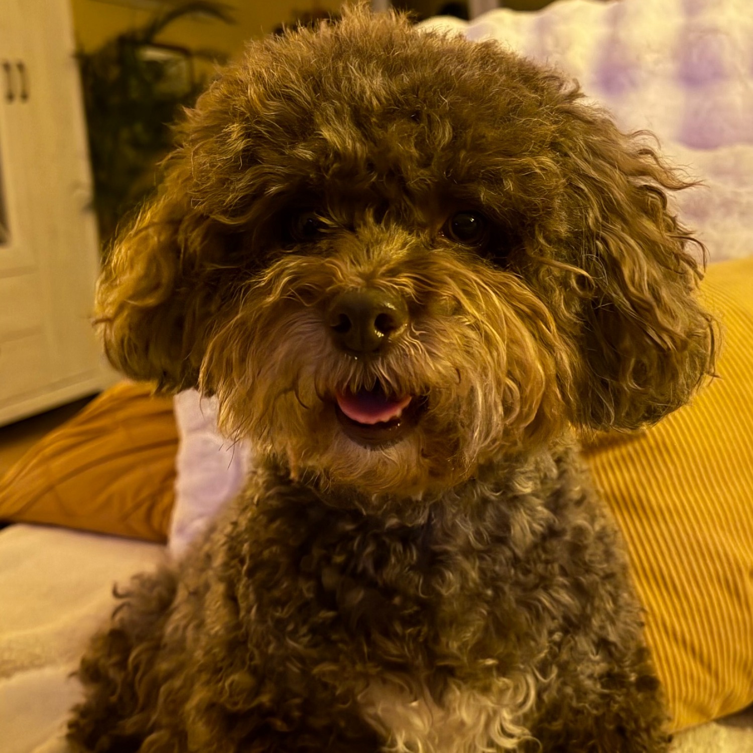 Allianz Versicherung Daniel Kothe Berlin - Daniel Kothe, Allianz Agentur Daniel Kothe