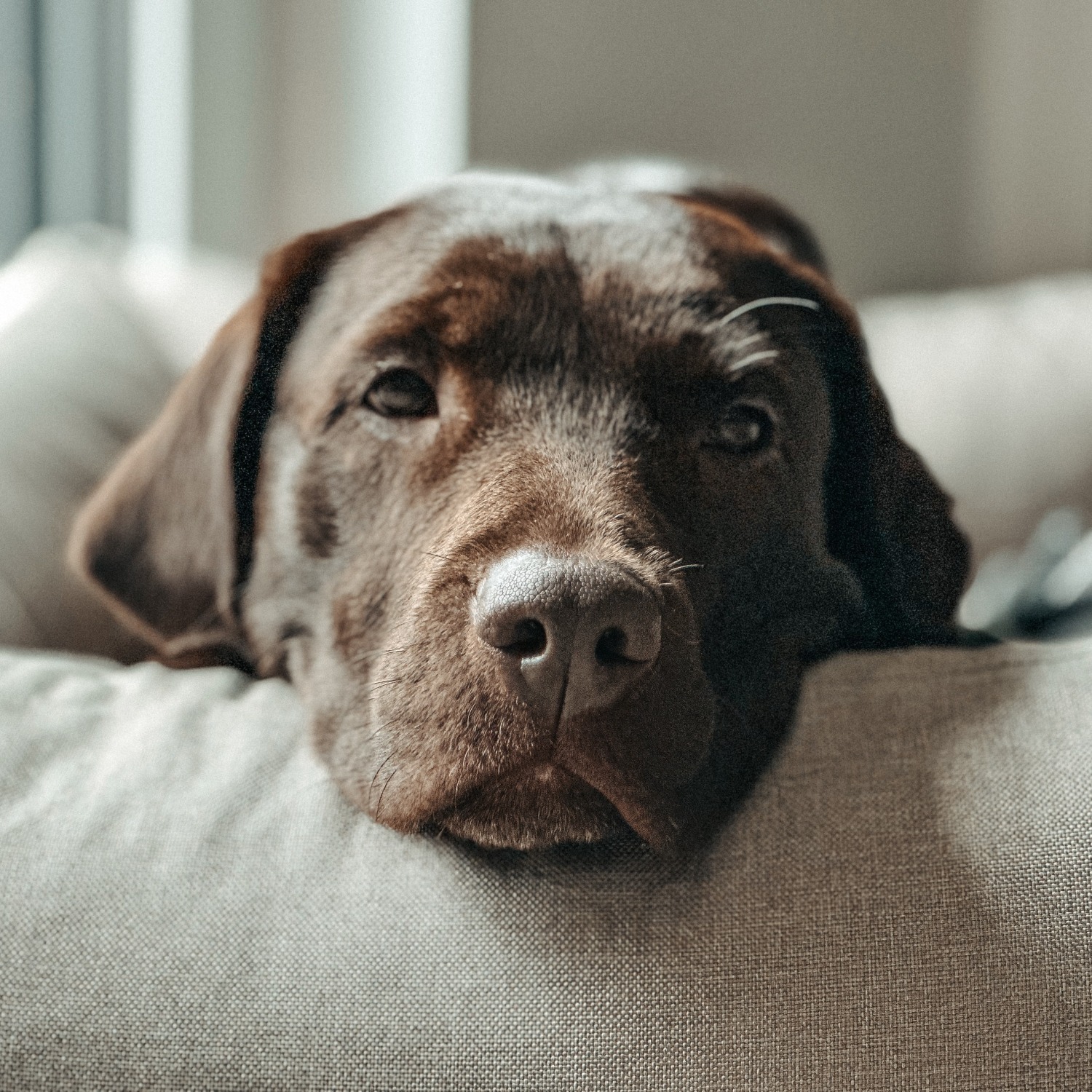 Allianz Versicherung Logemann und Logemann OHG Bremen - Bella