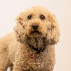 Allianz Versicherung Roger Märtens Schlangen - Bürohund
