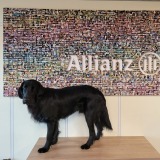 Allianz Versicherung Dietmar Mehl Reutlingen - Bürohund Scotty