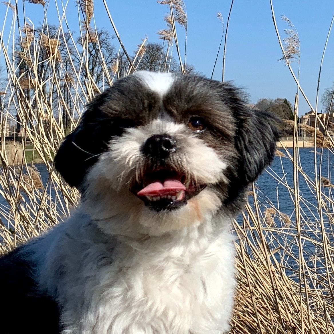 Simba Allianz Versicherung Sebastian Meyn Schwerin - Simba
