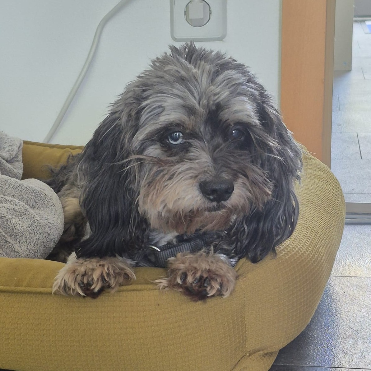 Allianz Versicherung Mittelstädt OHG Berlin - Gismo, Bürohund