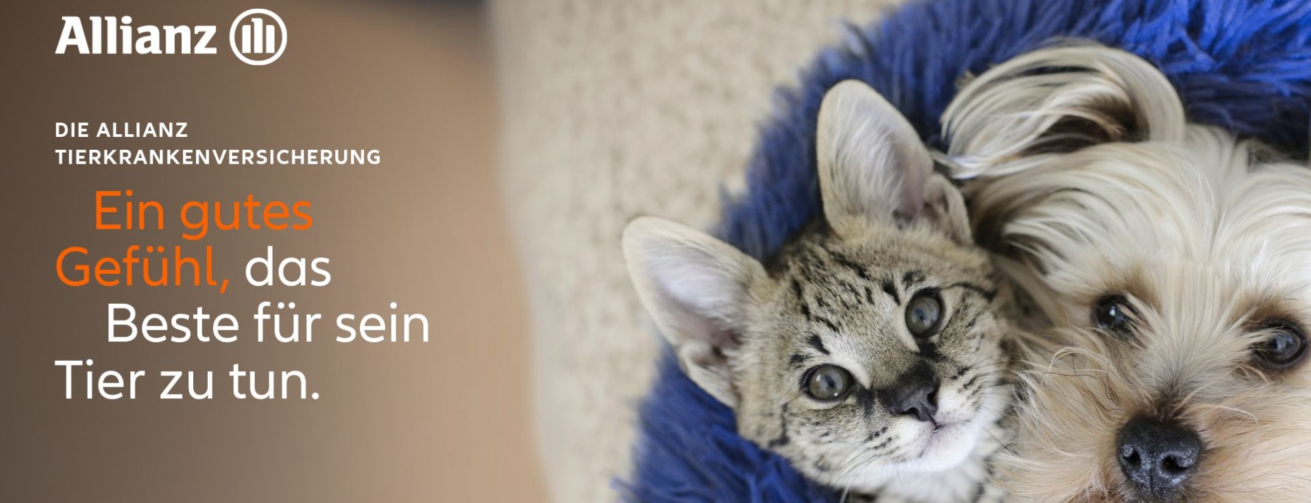 Allianz Versicherung Bennet Ohle Schwülper - Katzenversicherung, Hundeversicherung, Tierkranken