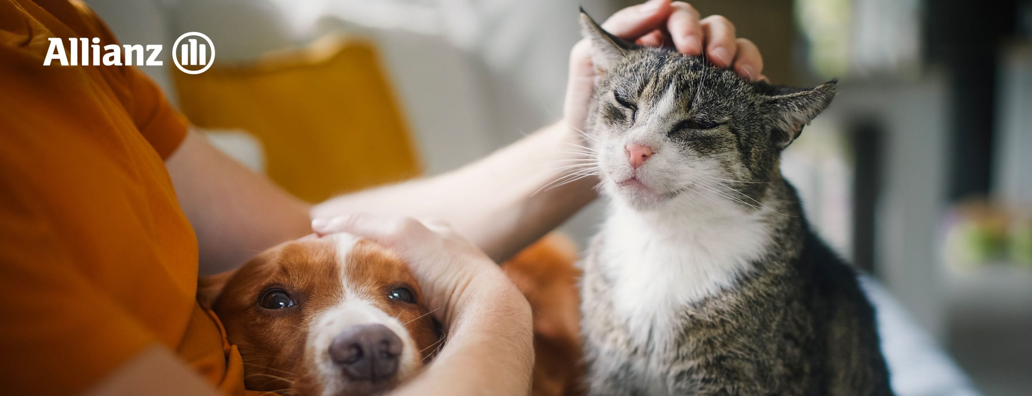 Allianz Versicherung Bennet Ohle Schwülper - Katzenversicherung, Hundeversicherung, Tierkranken