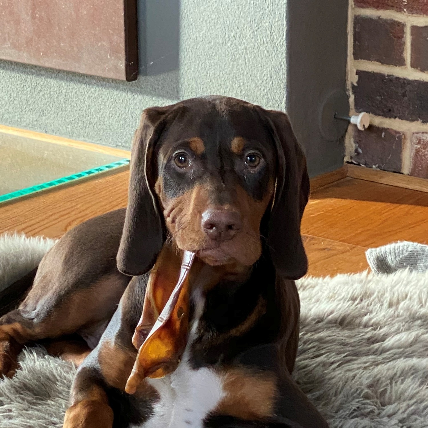 Allianz Versicherung Matthias Paap Hildesheim - Tier Krank Absicherung OP Behandlung Arzt Vorsorge