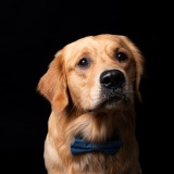 Allianz Versicherung Picard und Picard GbR Wernau Neckar - Agentur Golden Retriever Fritz Picard Allianz Hund