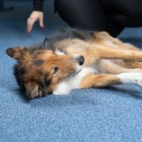 Allianz Versicherung Domino Pintaric Zimmern ob Rottweil - Der schlechteste Wachhund auf der Welt
