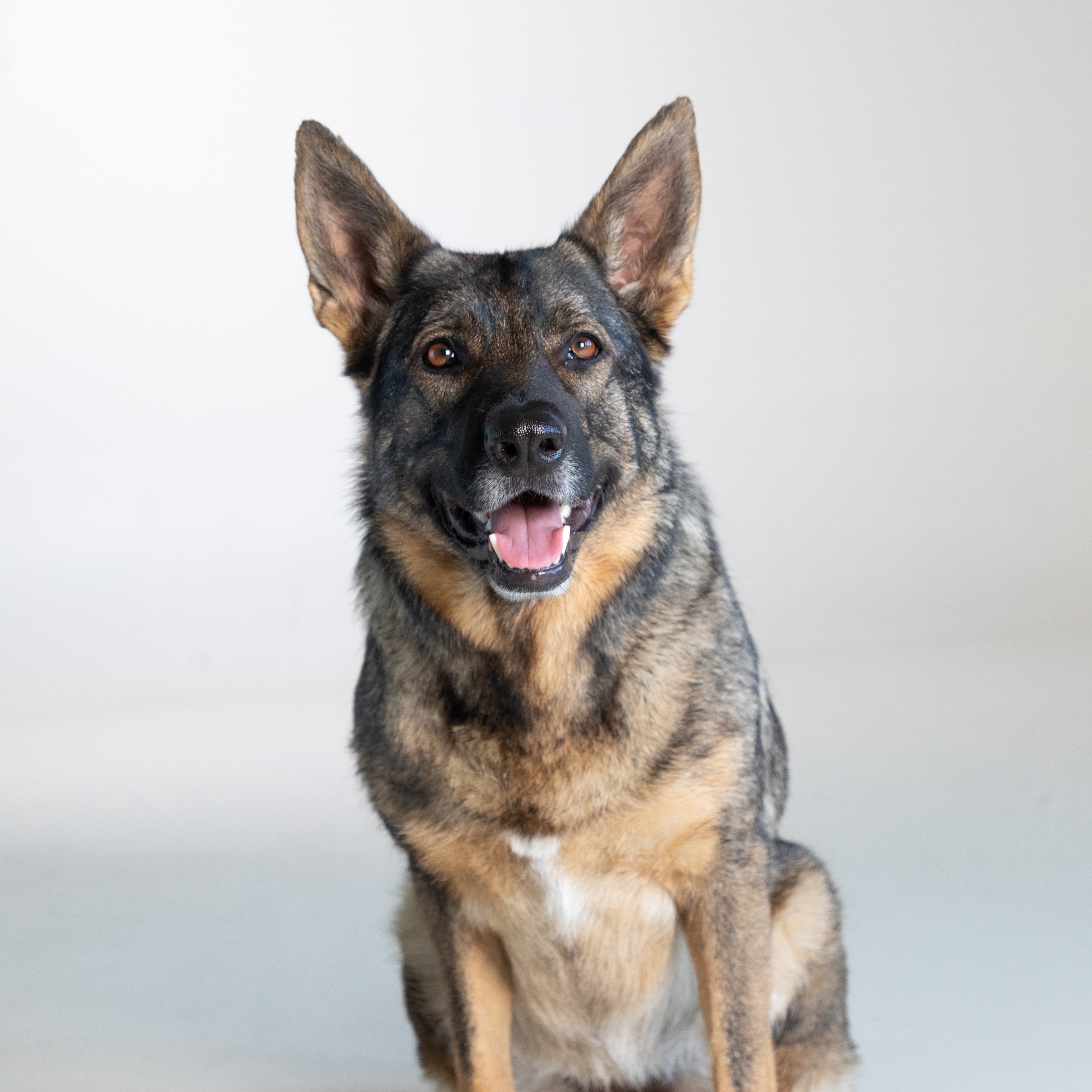 Allianz Versicherung Pascal Saffran Bassum - Flori vom Müllerhaus