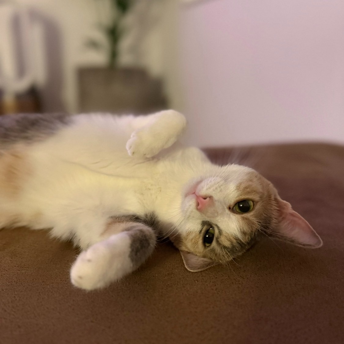 Allianz Versicherung Schofer und Schofer GbR Linkenheim-Hochstett - Bürokatze Zoey