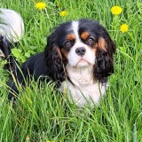 Allianz Versicherung Sven Schulz und Jasmin Seitz GbR Hardheim - Benji Cavalier King Charles Spaniel