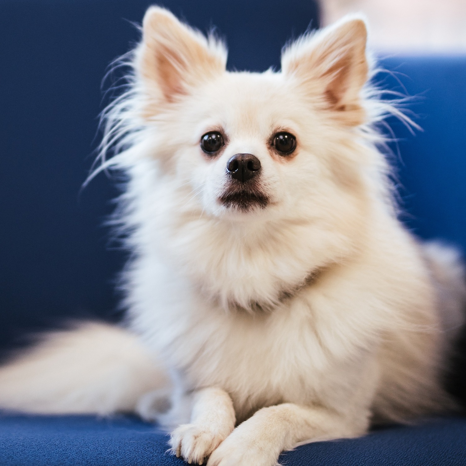 Allianz Versicherung Seifert,Luzius und Berger OHG Lütjenburg - Bürohund Lilli