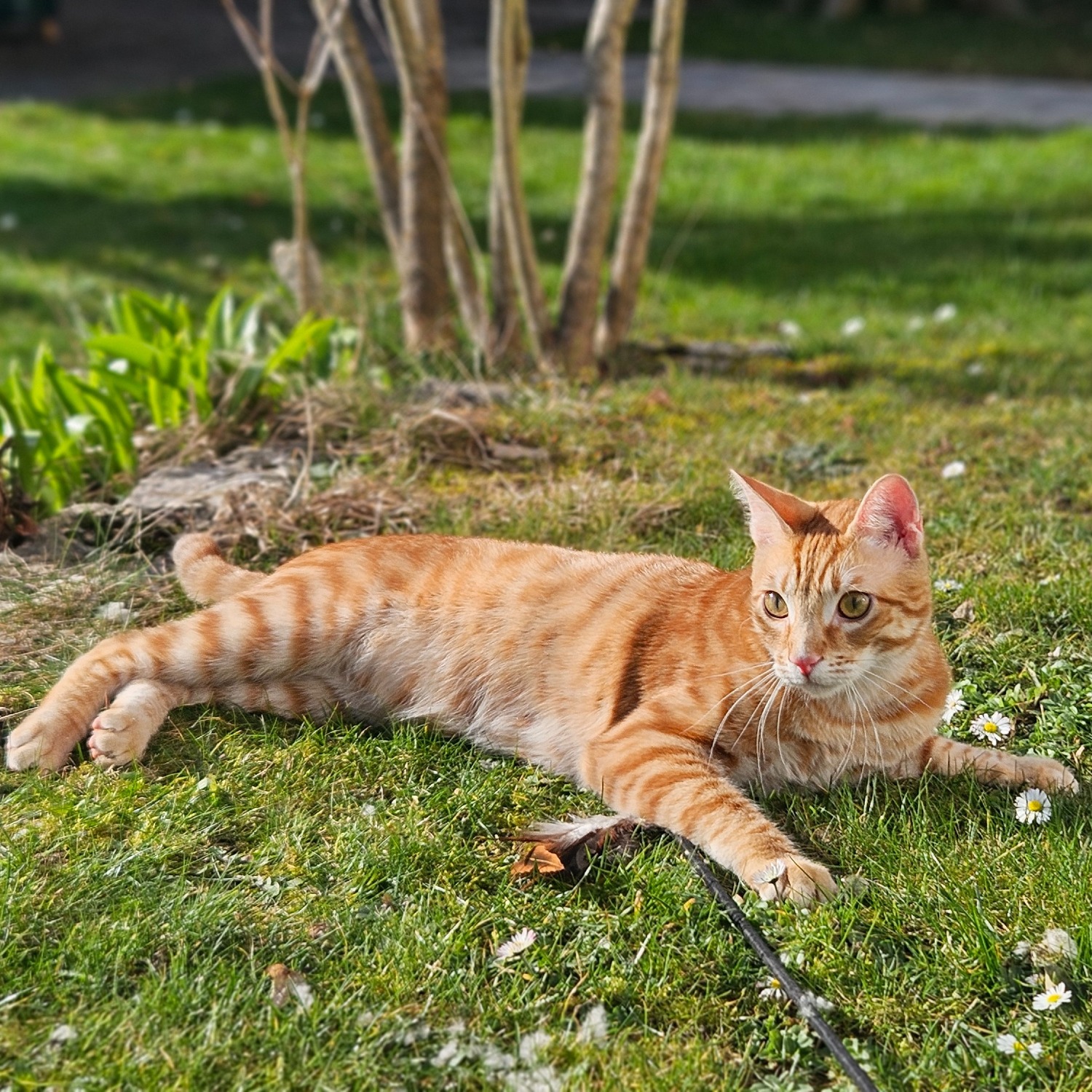 Allianz Versicherung Oliver Spitznagel Geiselbach - Diego