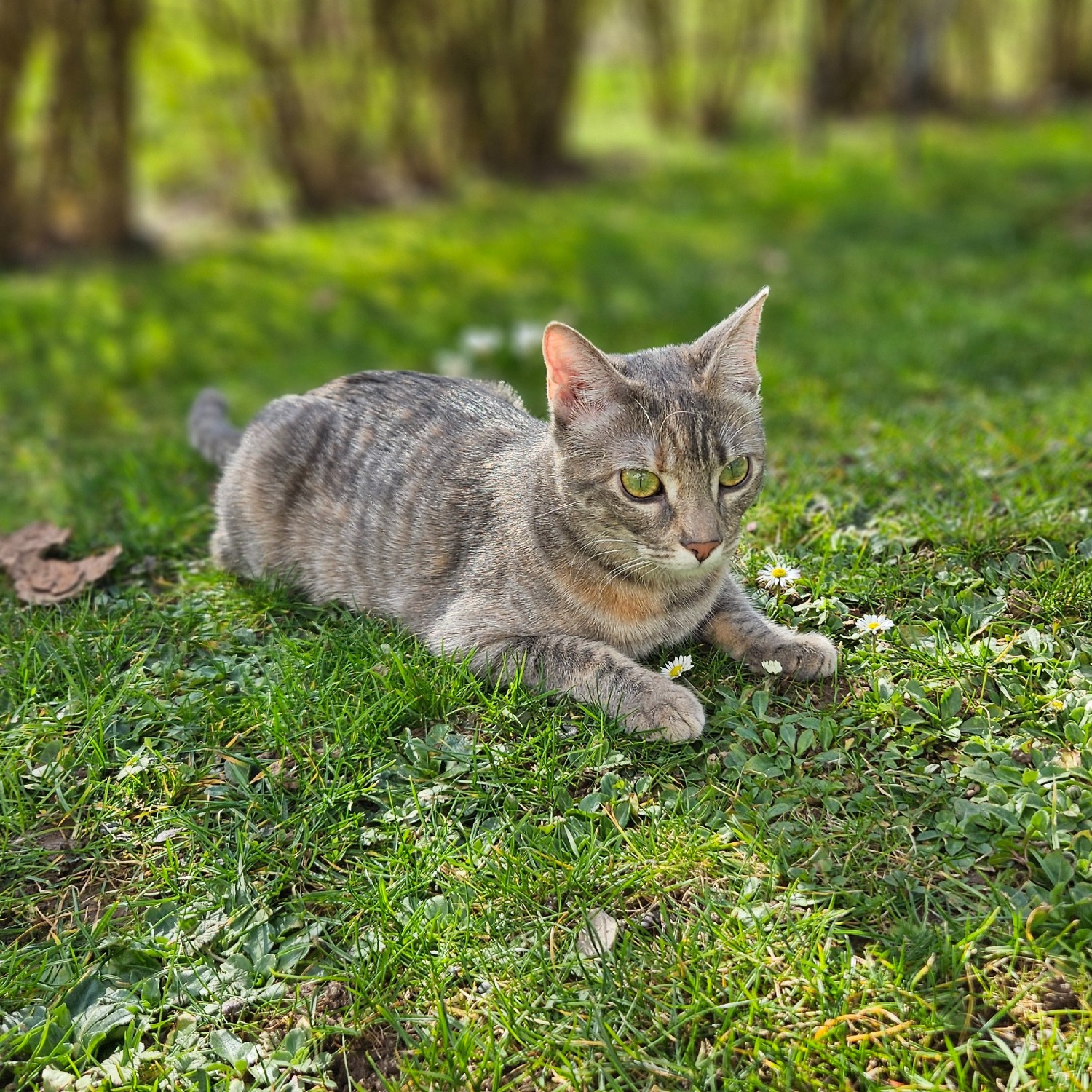 Allianz Versicherung Oliver Spitznagel Geiselbach - Nala