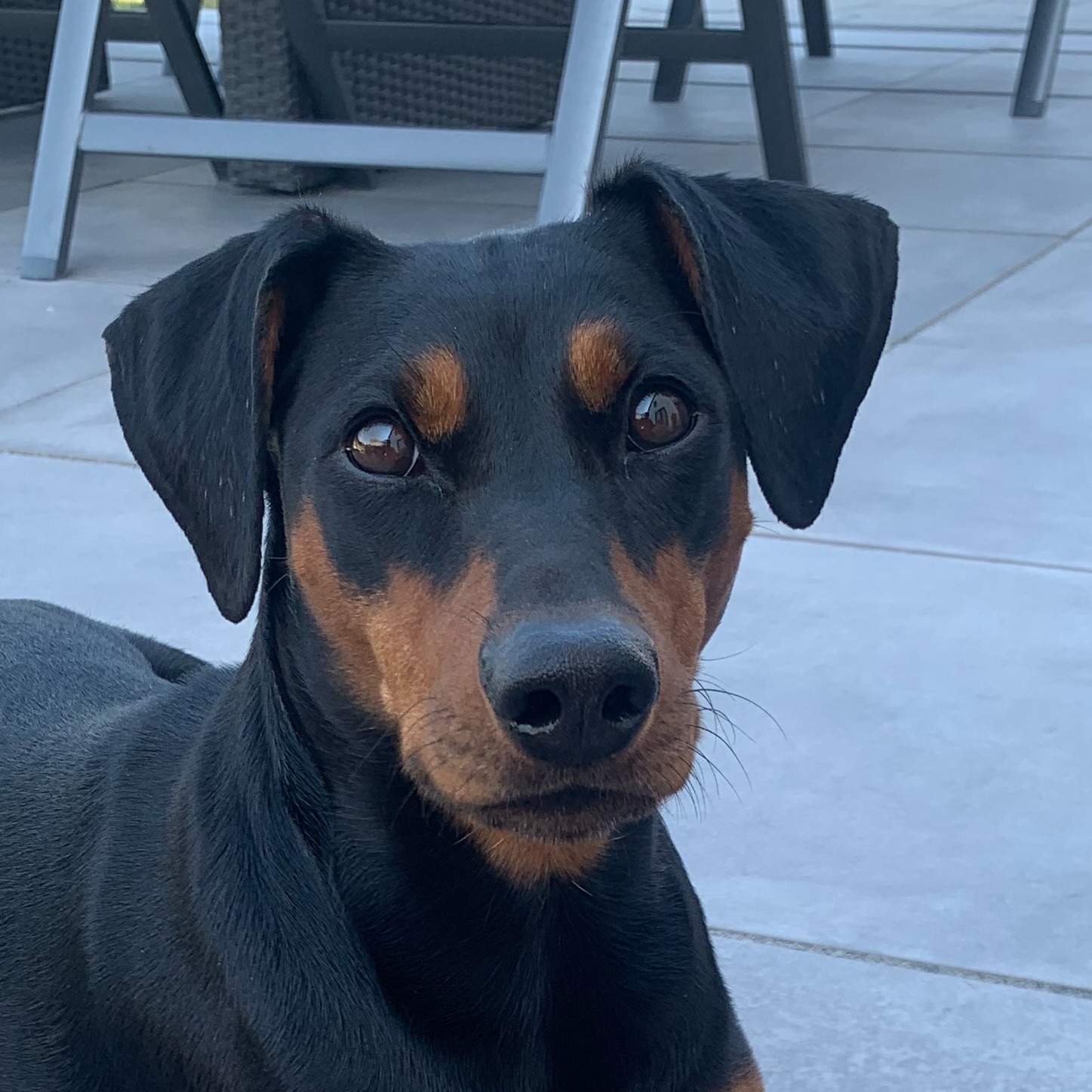 Allianz Versicherung Wesner und Selbisu OHG Saulheim - Bella