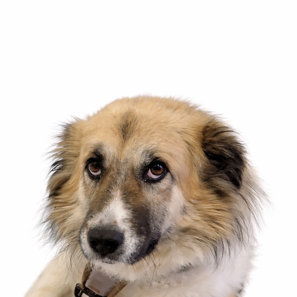 Allianz Versicherung Wojsa OHG Wentorf bei Hamburg - Allianz Wojsa Bürohund Jacky