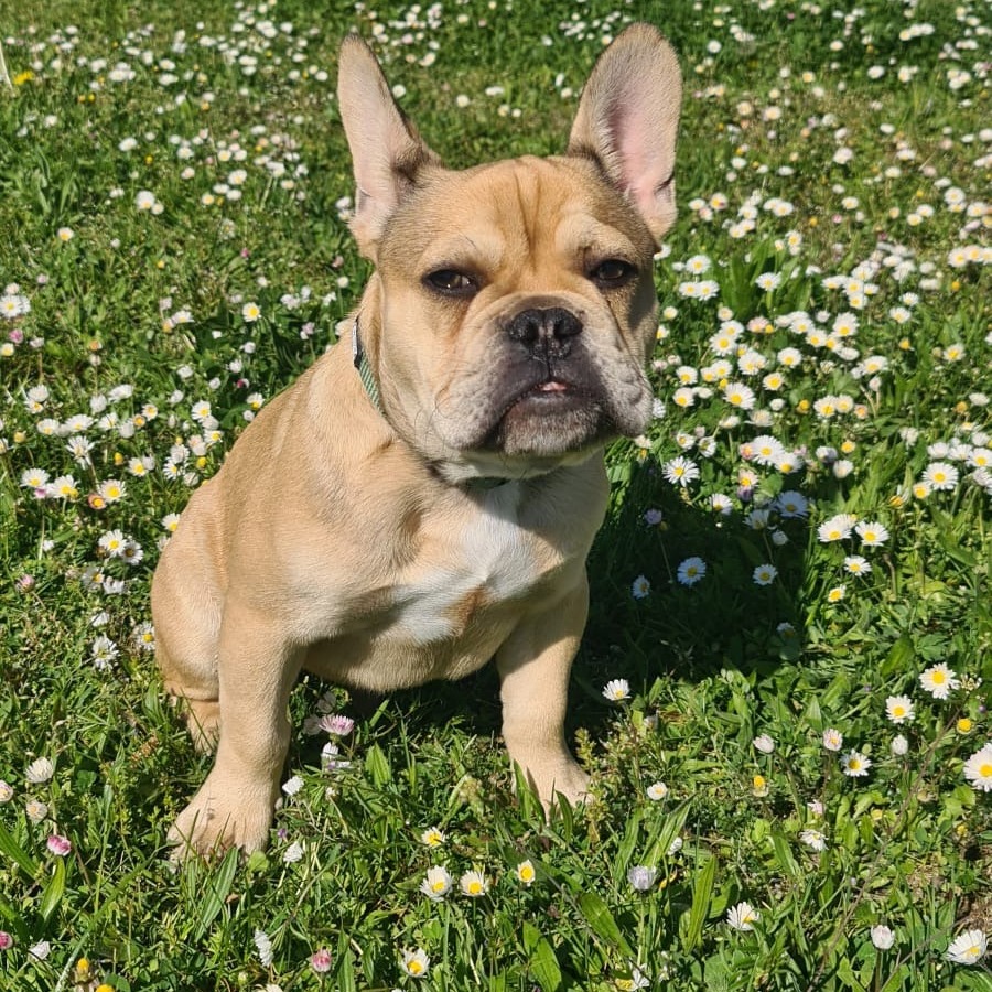 Allianz Versicherung Enrico Wolfgang Berlin - Charlie