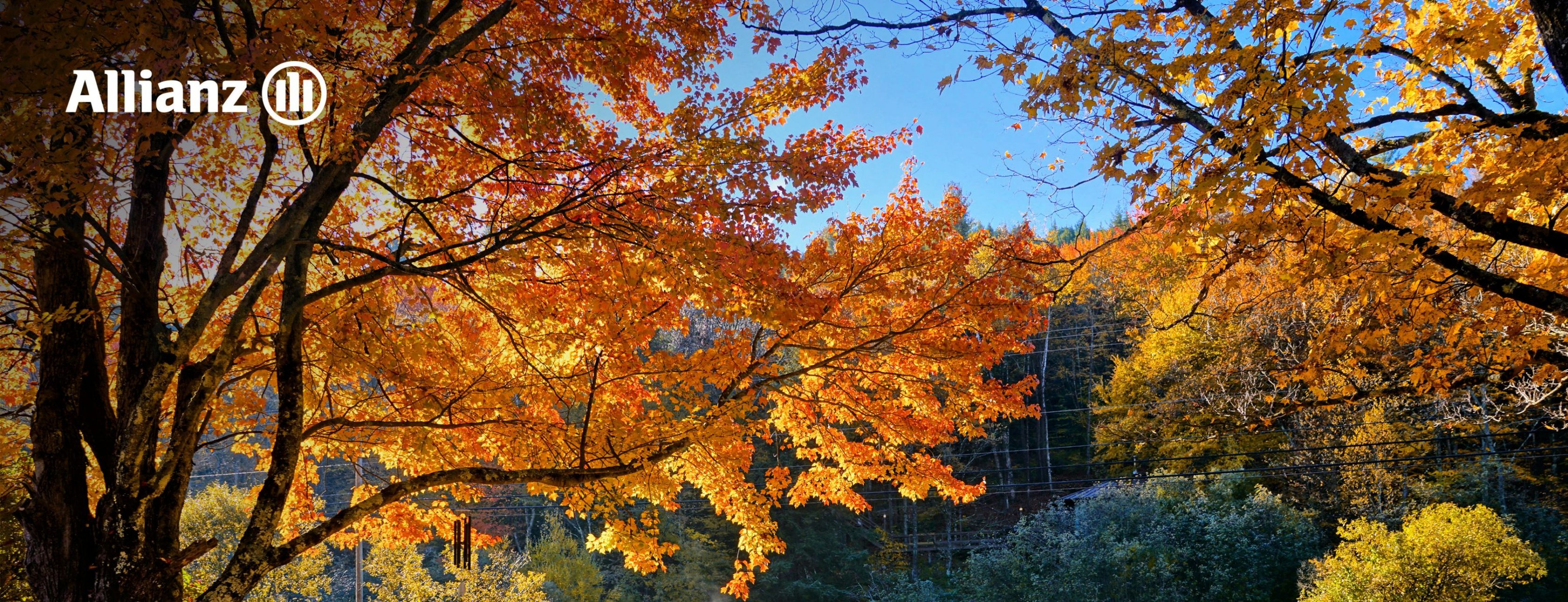 Allianz Versicherung Alexander Herkenroth Weingarten - herbst