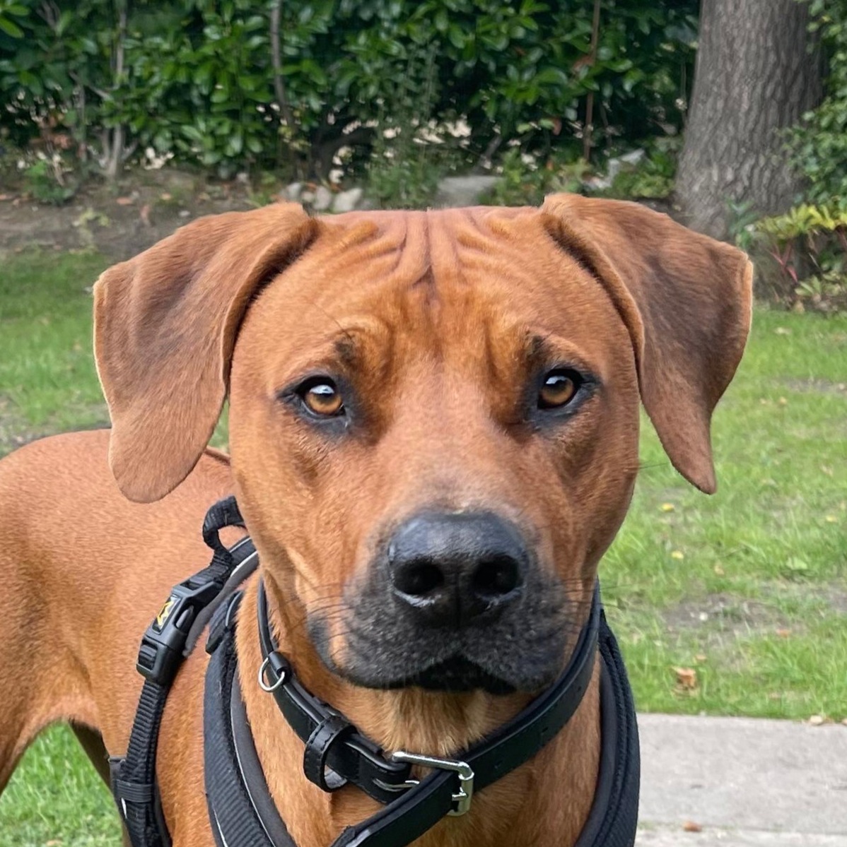 Allianz Versicherung Alexander Kreis Ratzeburg - Bürohund