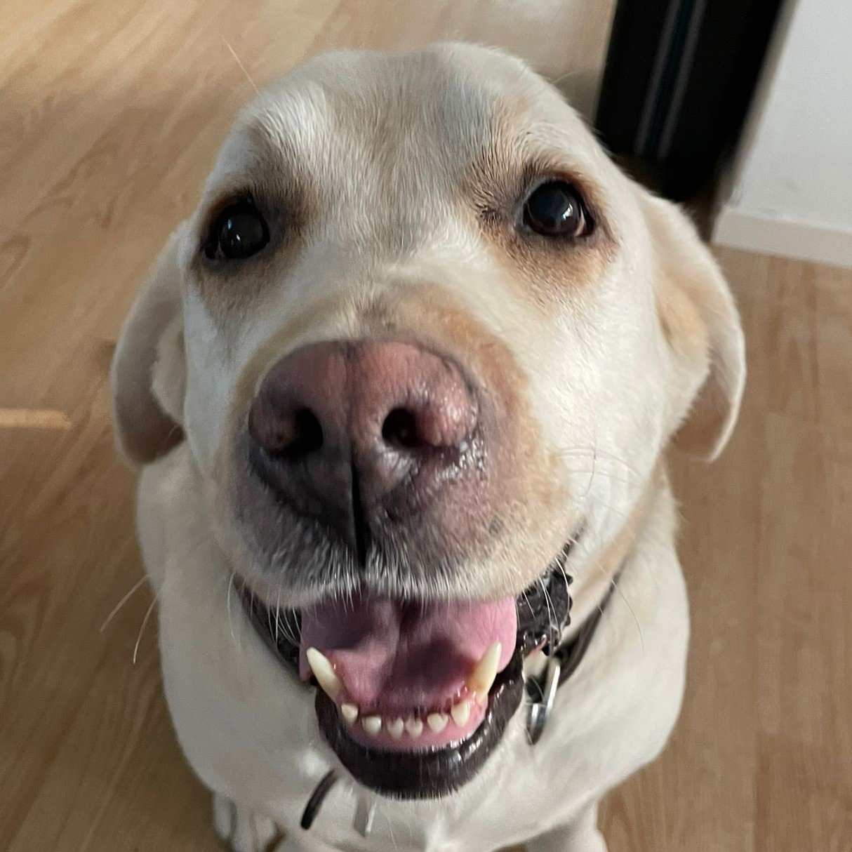 Bürohund Allianz Versicherung Alexander Kreis Ratzeburg - Bürohund