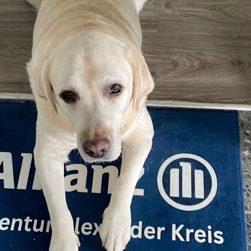 Allianz Versicherung Alexander Kreis Ratzeburg - Bürohund