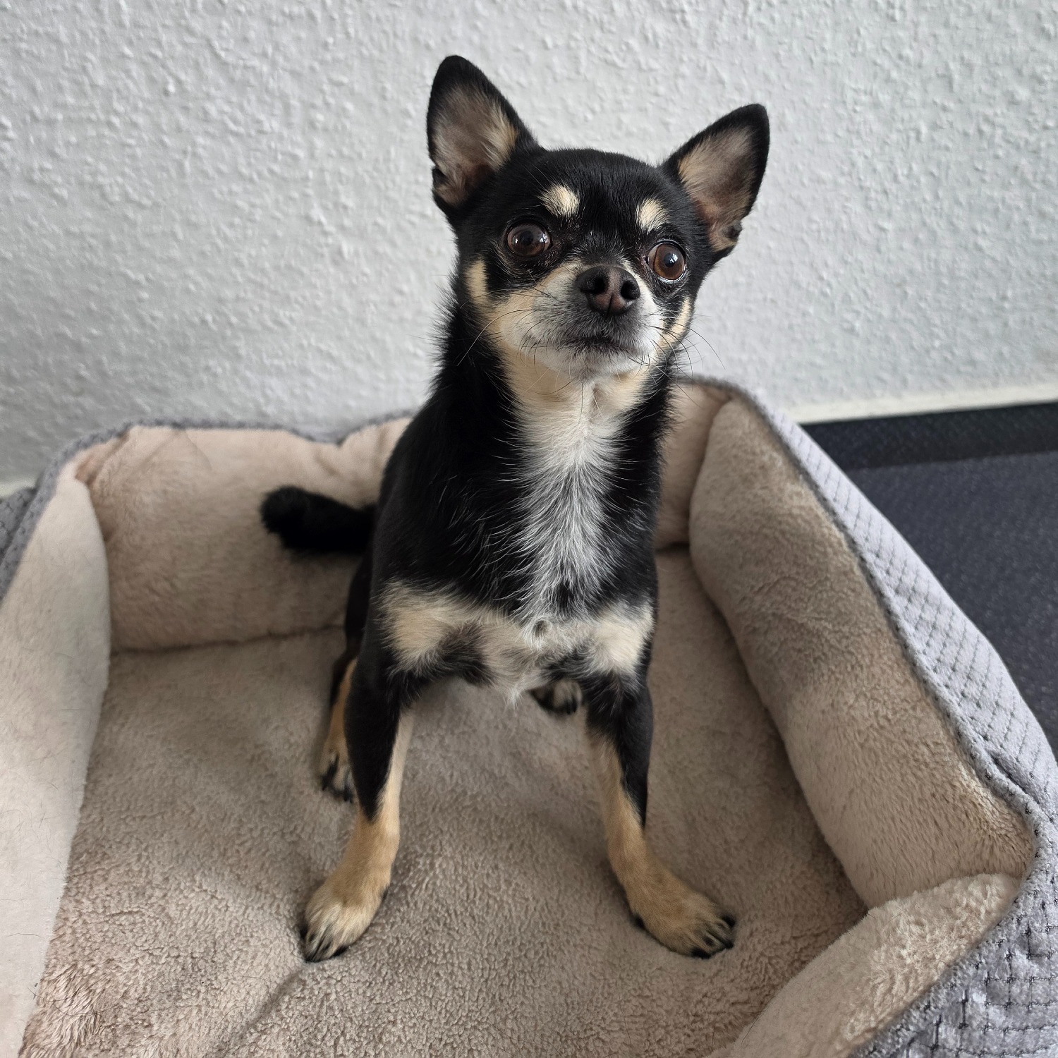 Allianz Versicherung Alexander Schneider Hoyerswerda - Tierkrankenspezialist