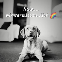 Allianz Versicherung Seufert GbR Kassel - Nala