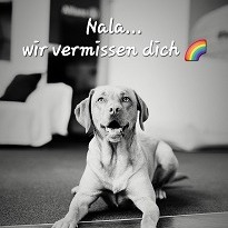 Allianz Versicherung Seufert GbR Kassel - Tierversicherung Seufert Allianz Kassel "Nala"